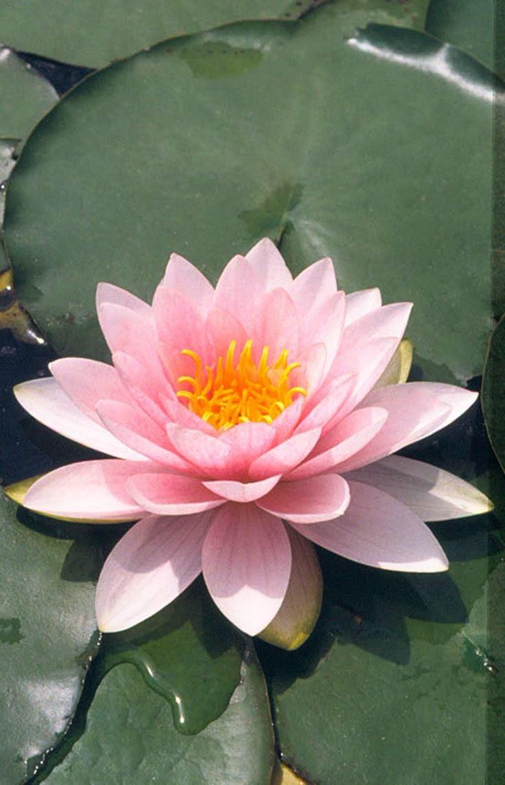 Urban Oasis: Metropolitan Chic Flower Mix